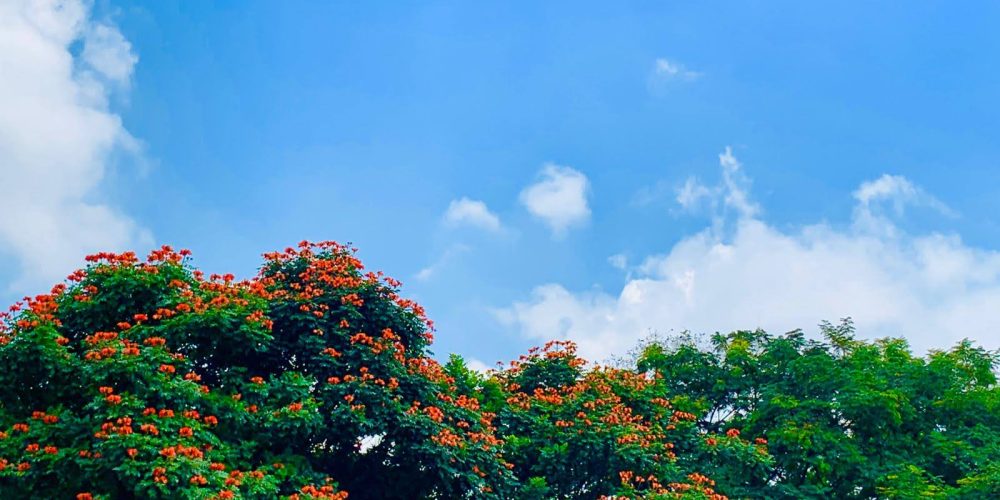 By Shibendu Das